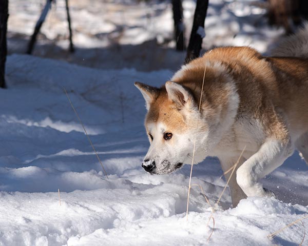 double coated dog breeds