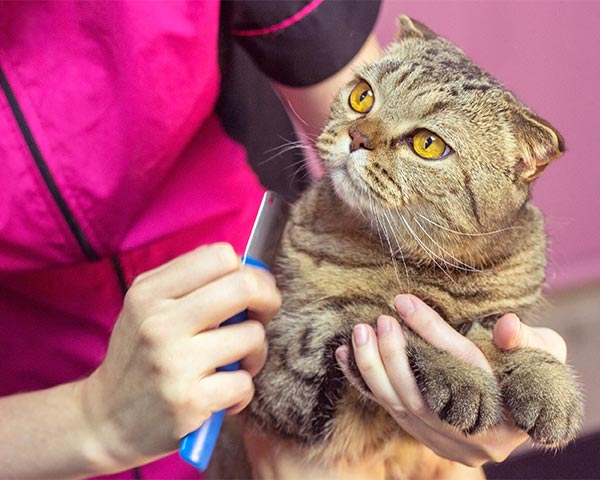 groom Cat