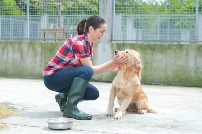 running a successful kennel