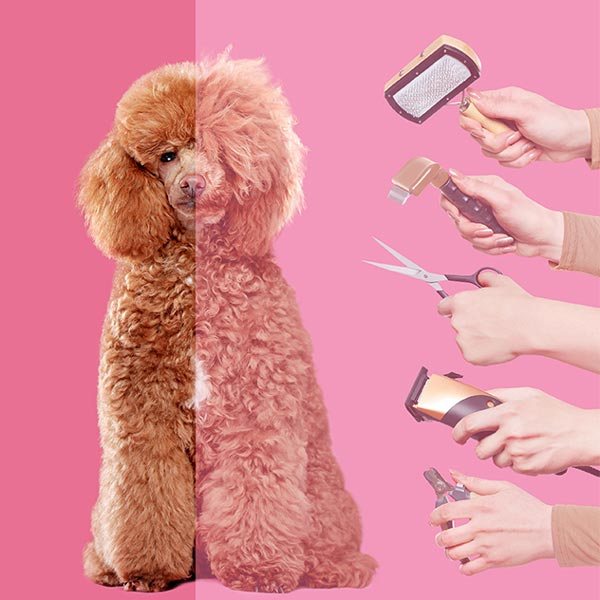 dog grooming tools