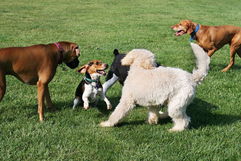 how to start a dog kennel