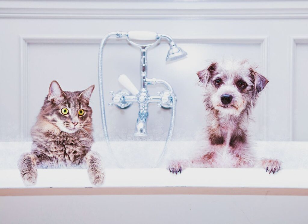 pet bathtubs