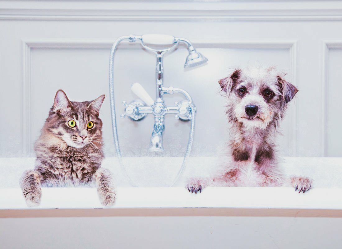 Featured image for Looking for a Pet Bathtub? Here Are the 10 Best Products On The Market post