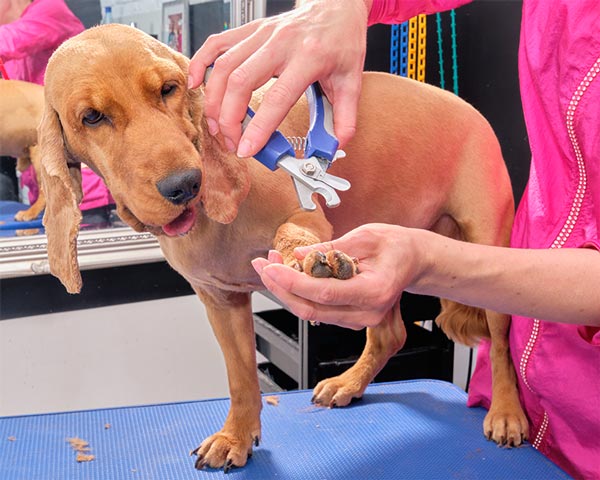 dog nail trimmers