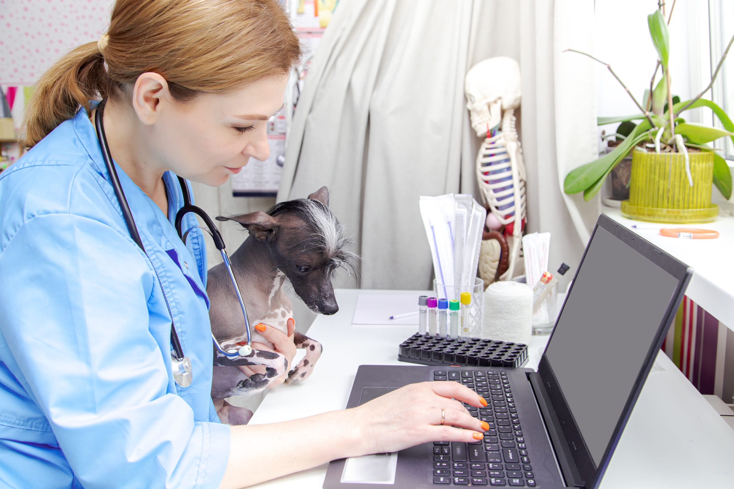 Featured image for The Best Websites for Veterinarians post