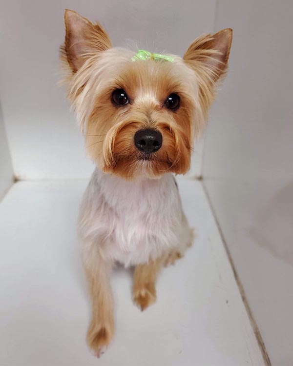 yorkie haircut short