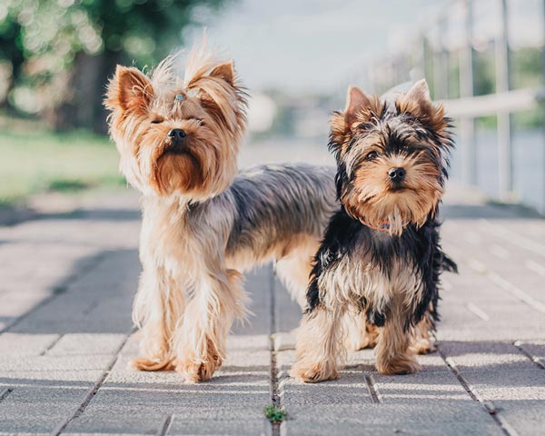 yorkie haircut medium