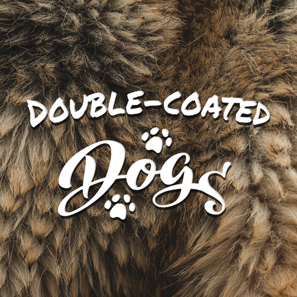 Featured image for To Clip or Not to Clip? A Guide to Popular Double Coat Dog Breeds post